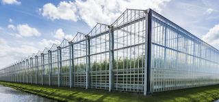 image of a commercial cannabis greenhouse