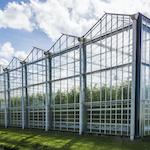 image of a commercial cannabis greenhouse
